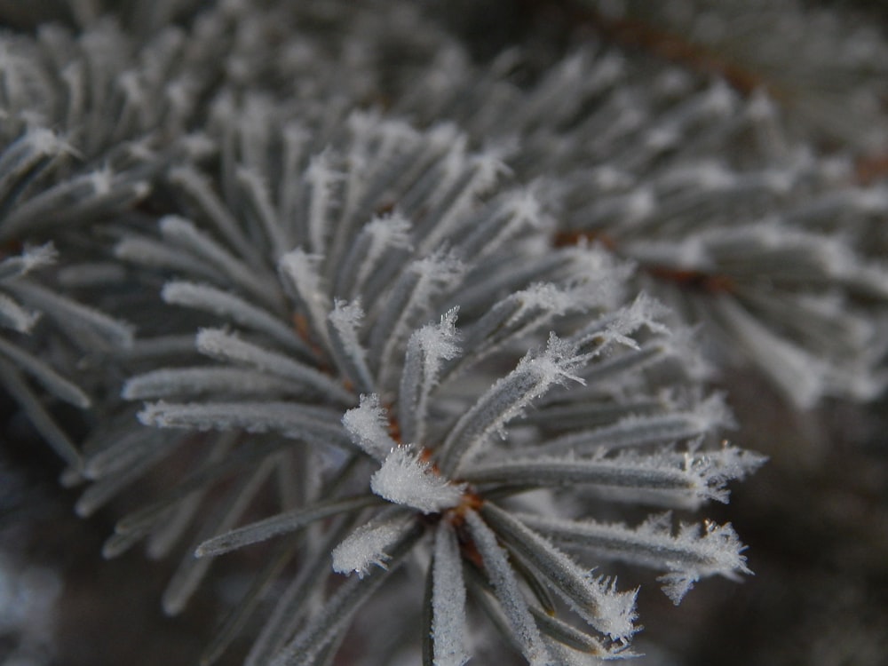 a close up of a pine tree with snow on it