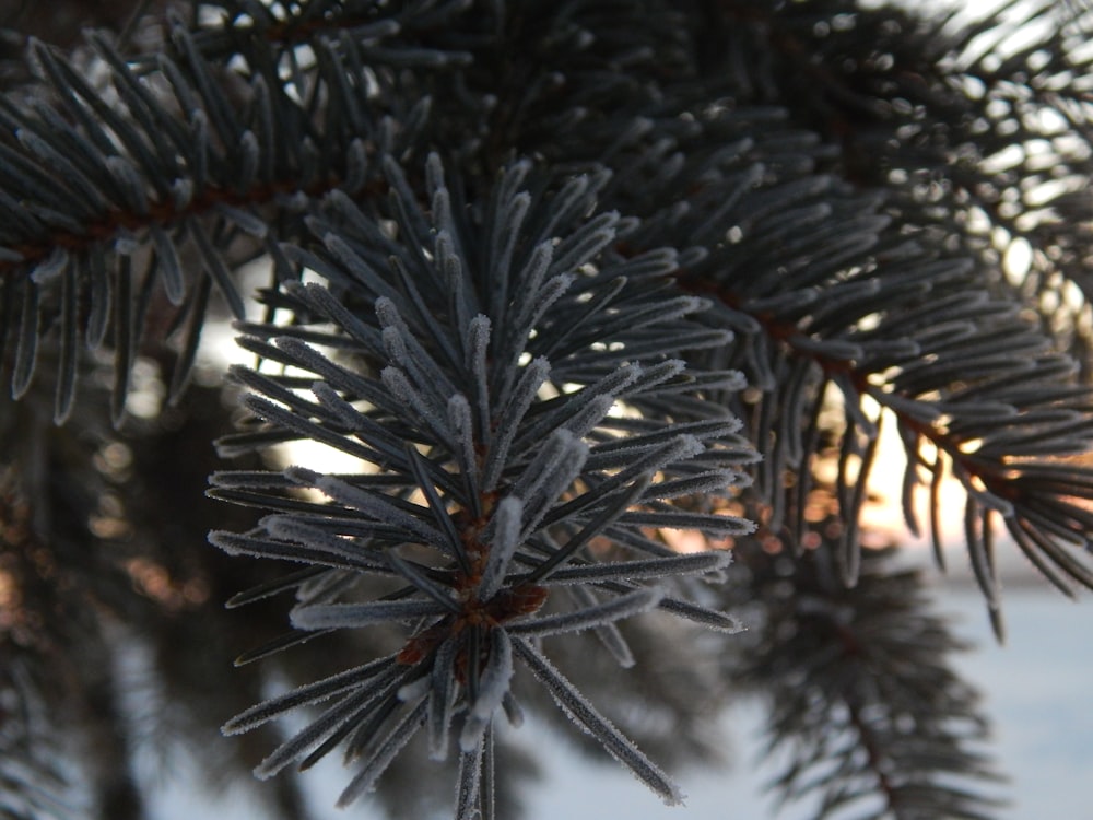 a close up of a pine tree branch