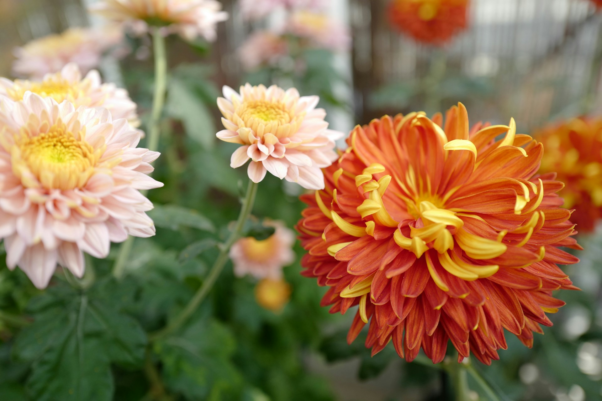 a close up of a bunch of flowers