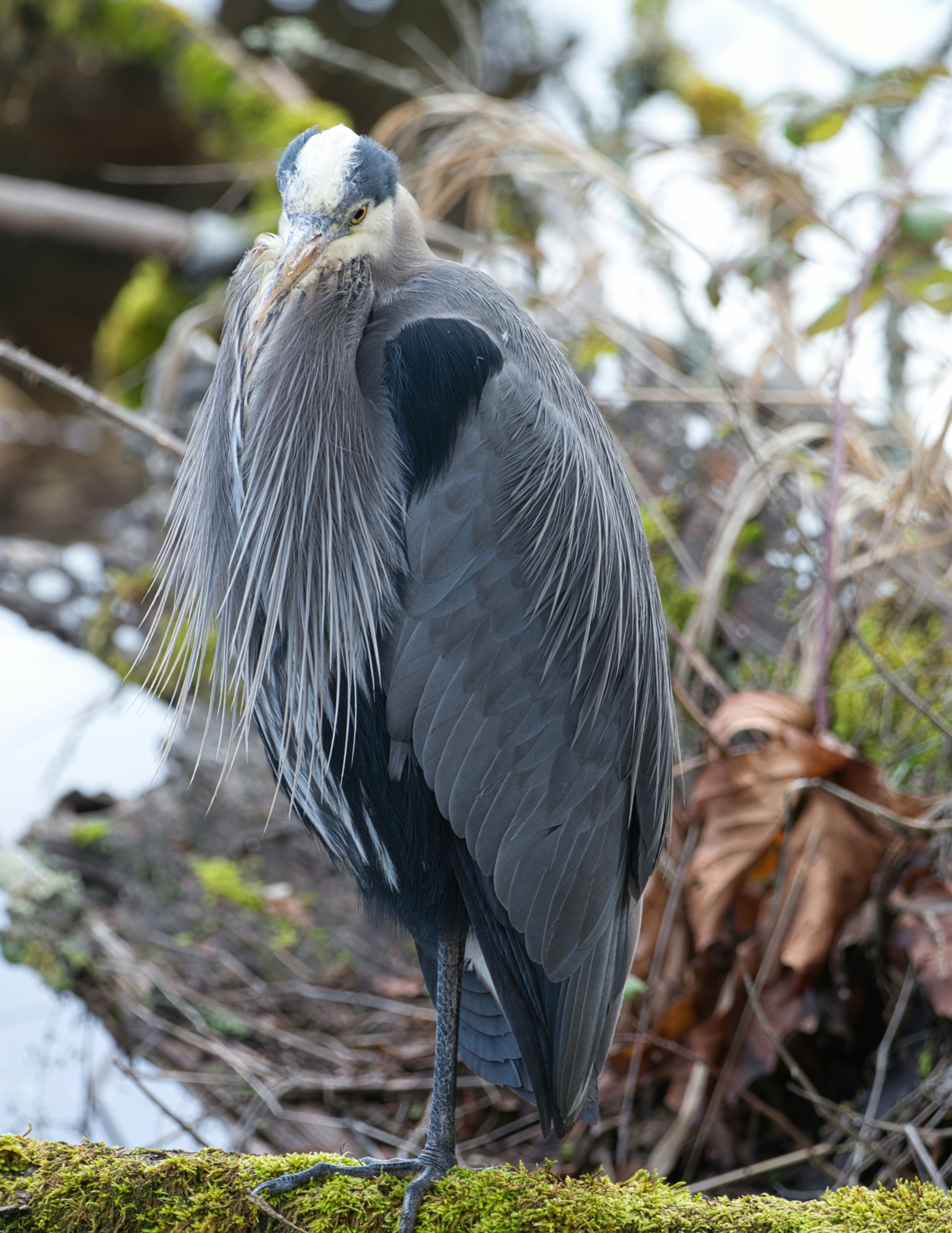a close up of a bird on a mossy surface
