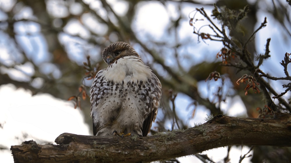 a bird sitting on a branch of a tree