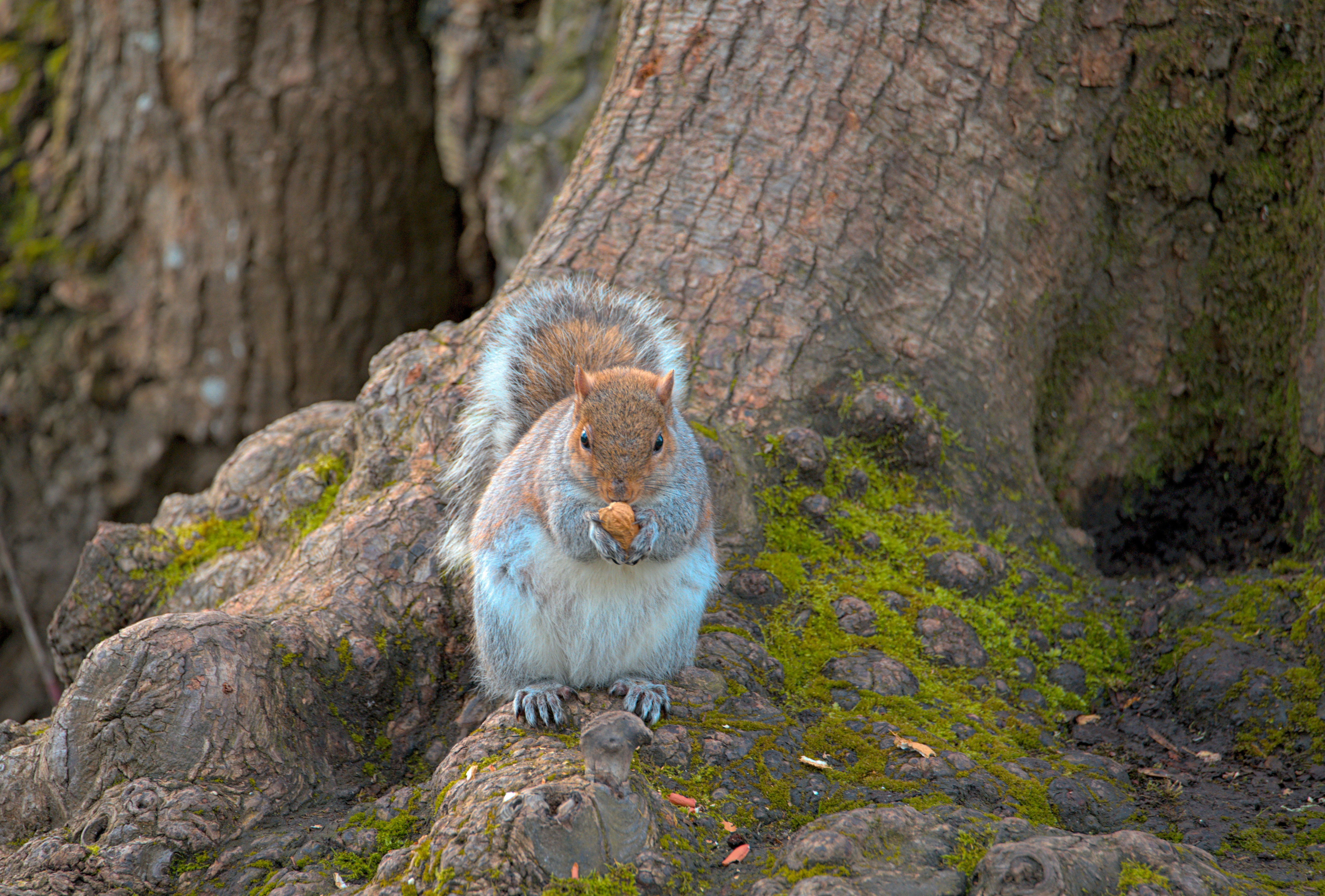 a squirrel sitting on a moss covered rock next to a tree