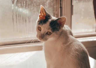 A cozy scene of a dog and a cat relaxing together near a window with soft natural light.
