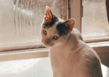 A stylish cat in a cozy, handmade sweater sitting on a windowsill with soft light.