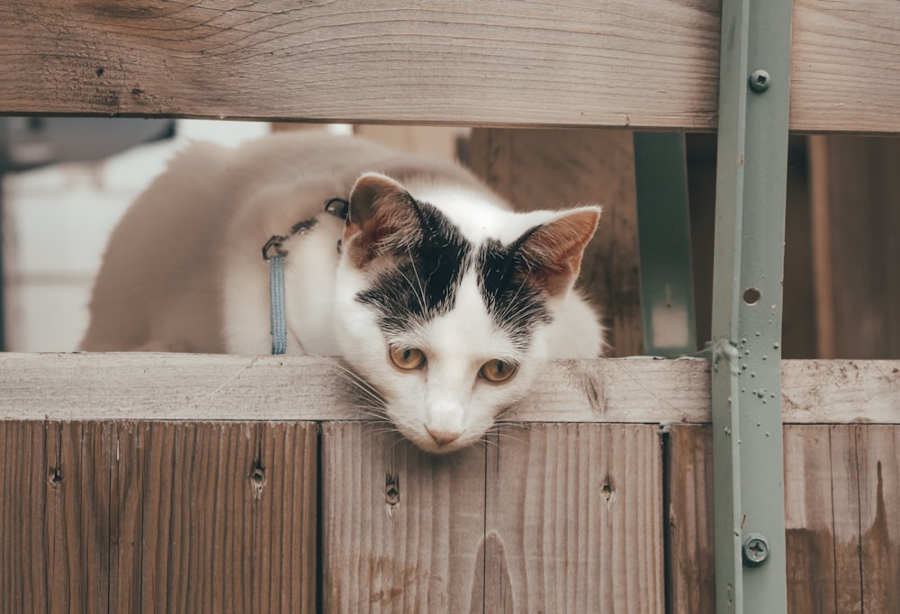 a black and white cat peeking over a wooden fence