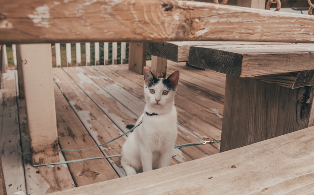 a black and white cat sitting on a wooden deck