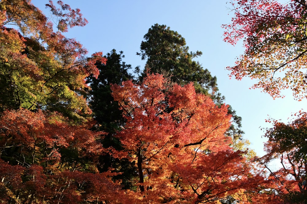 a forest filled with lots of colorful trees