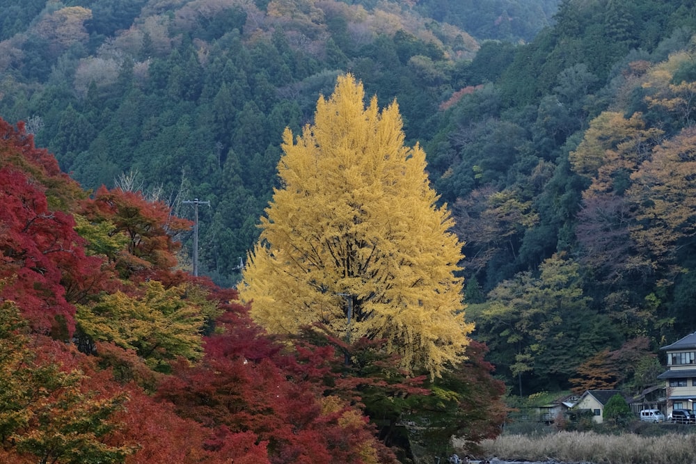 Un árbol amarillo en medio de un bosque