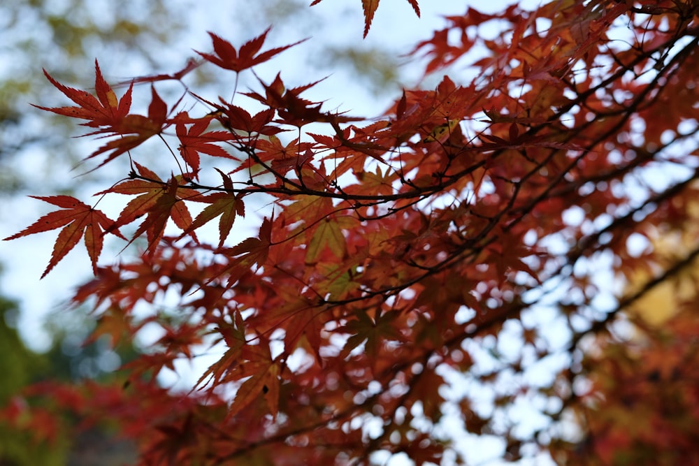 Un albero con foglie rosse in autunno