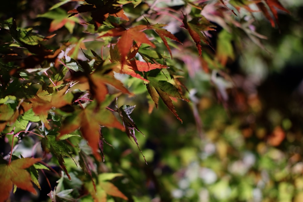 a close up of a tree with red and green leaves