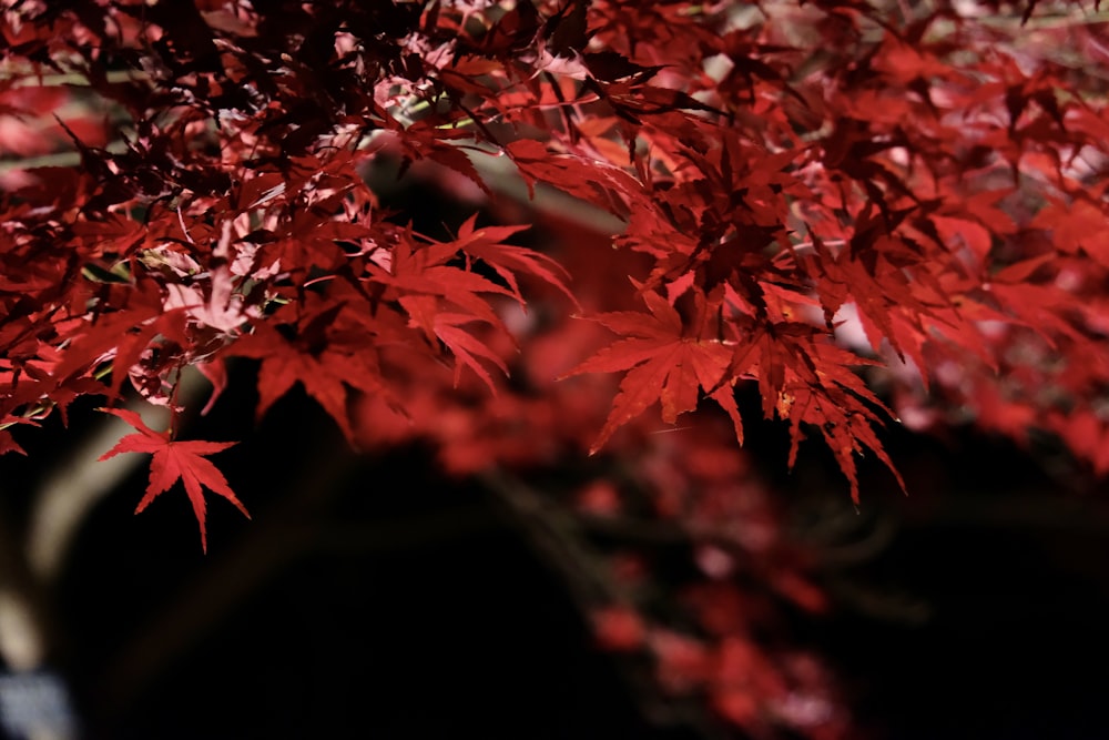 a tree that has red leaves on it