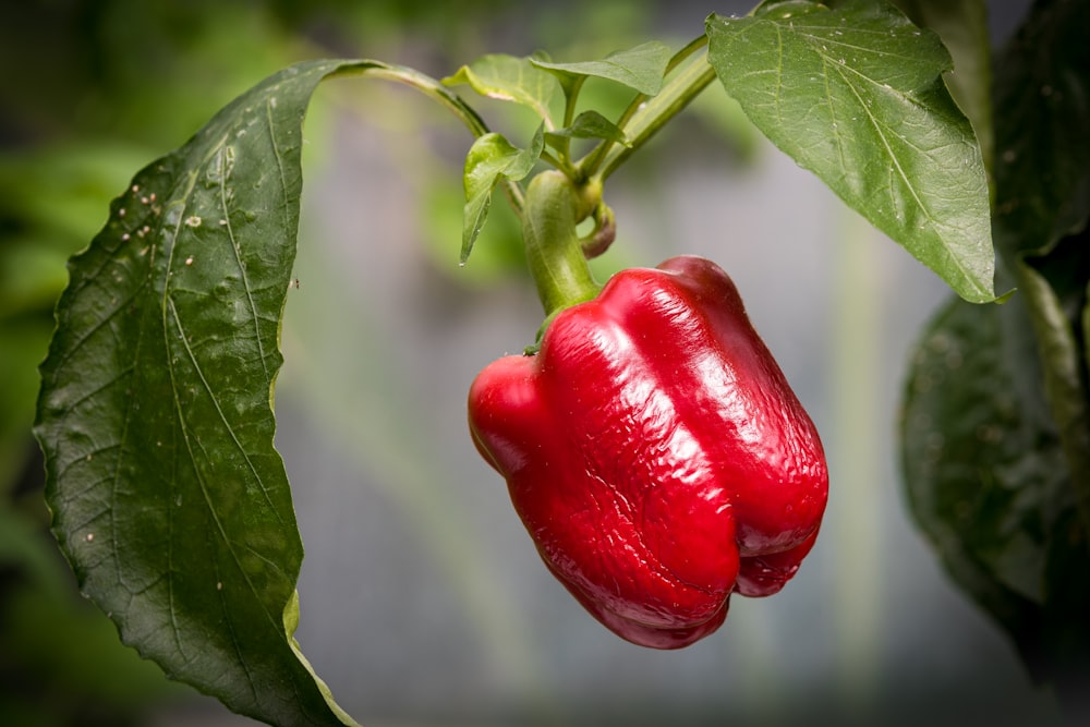 a close up of a red pepper on a plant