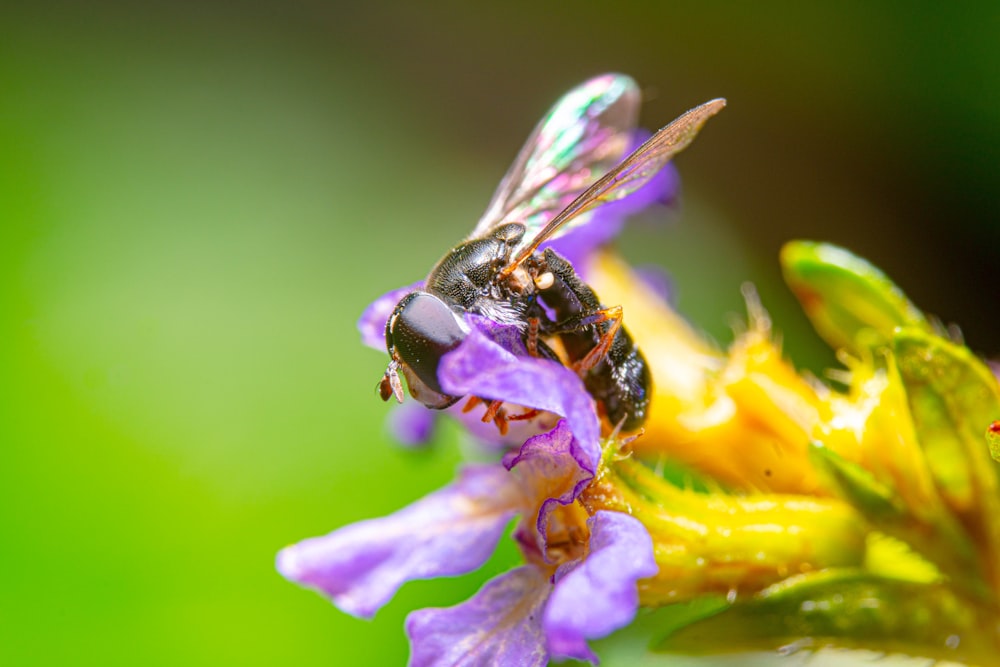 Un primo piano di un'ape su un fiore