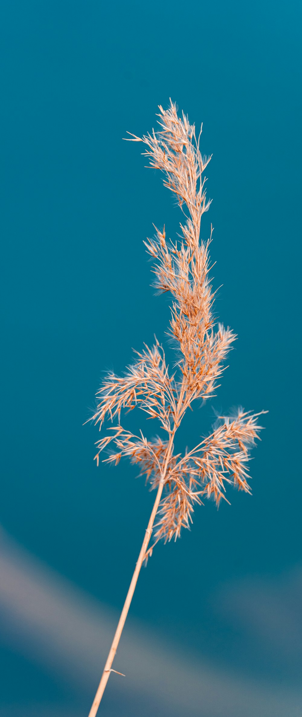 a plant with a blue sky in the background