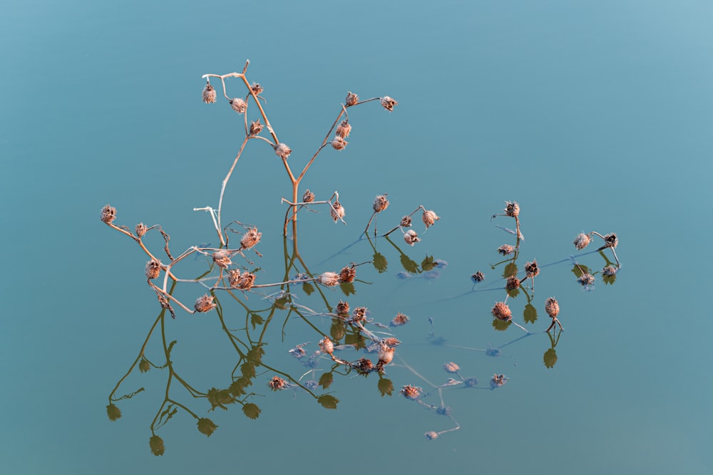 una rama de una planta flotando en un cuerpo de agua