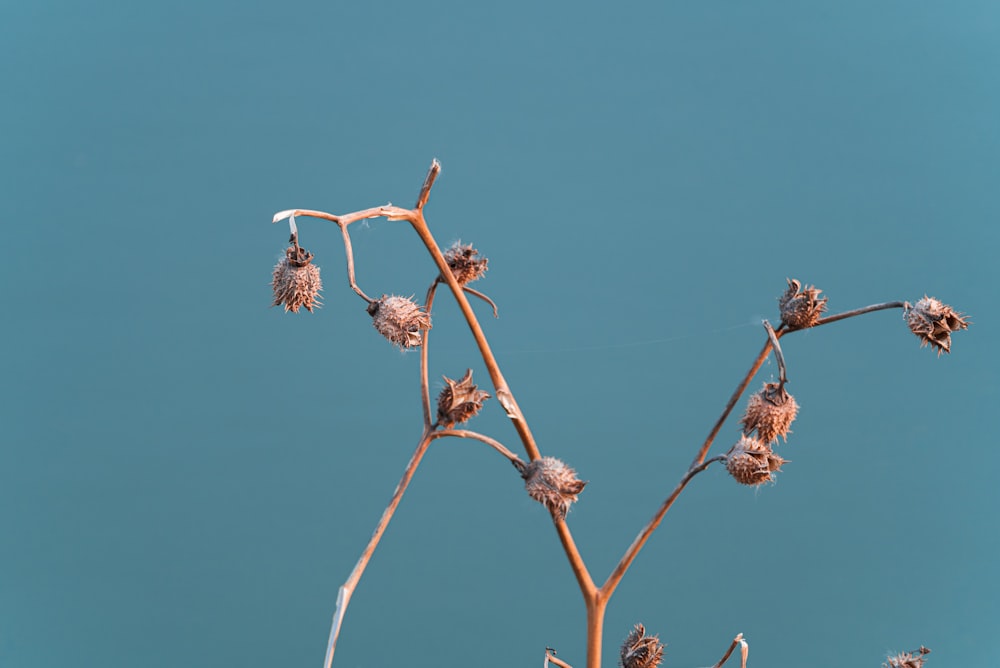 a plant with lots of buds on it against a blue sky