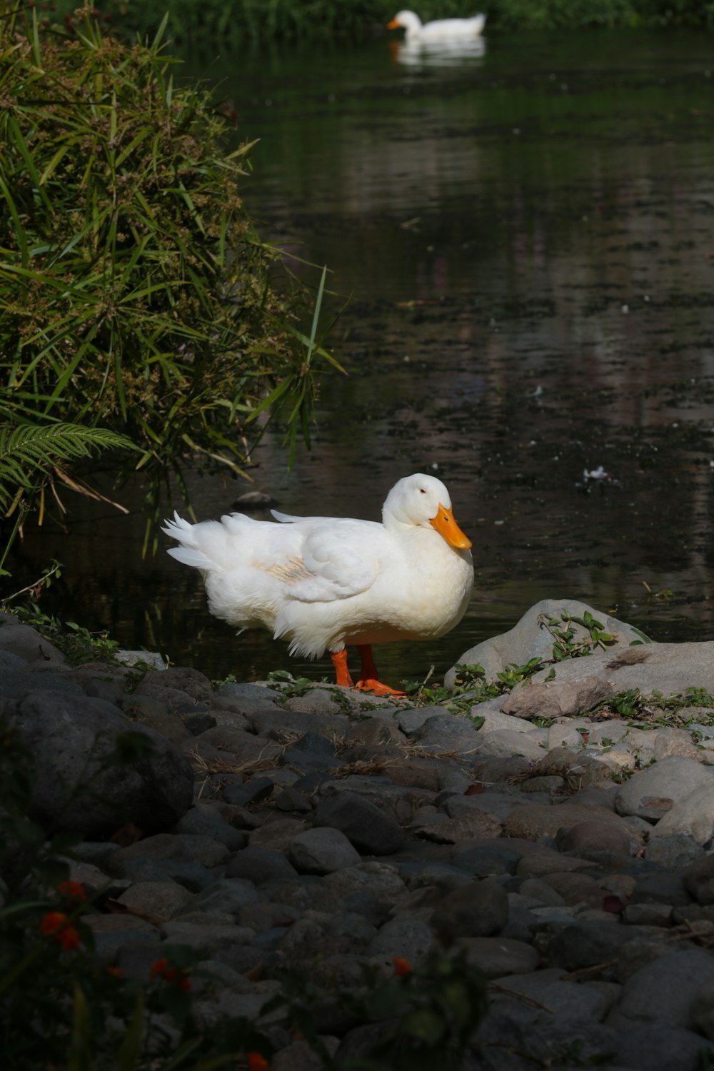a white duck standing next to a body of water
