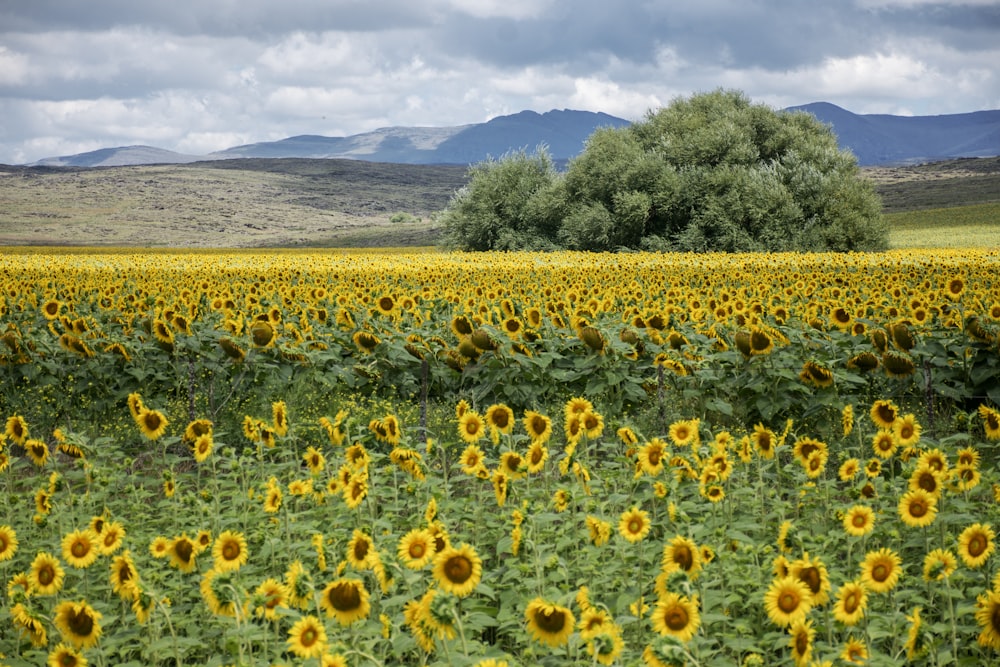 a field of sunflowers with mountains in the background