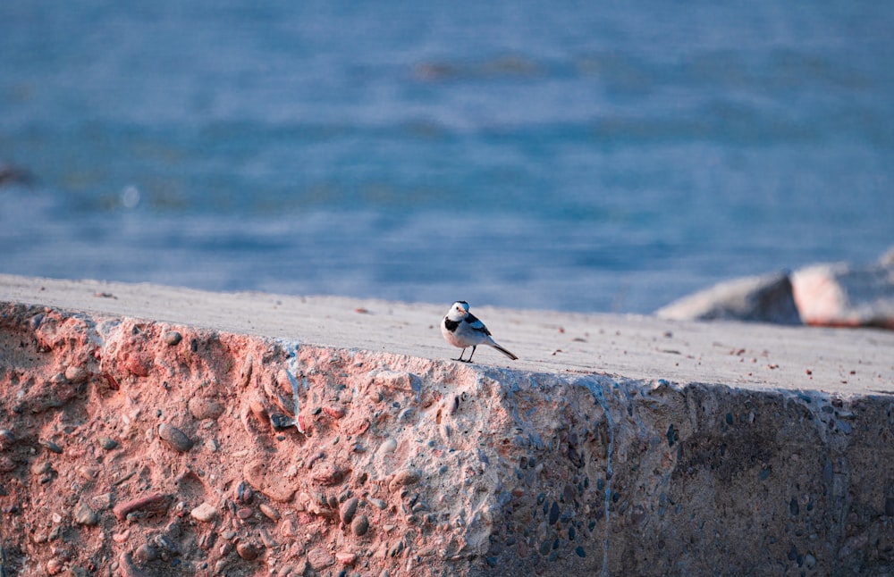 a small bird standing on the edge of a cliff