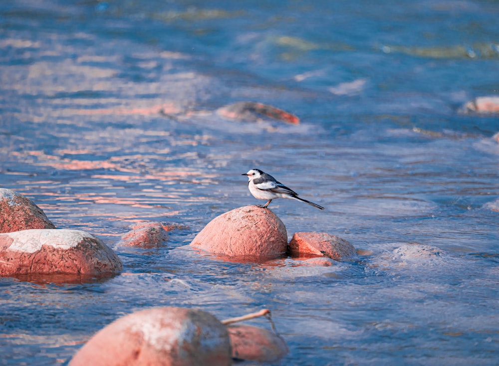 a small bird standing on some rocks in the water