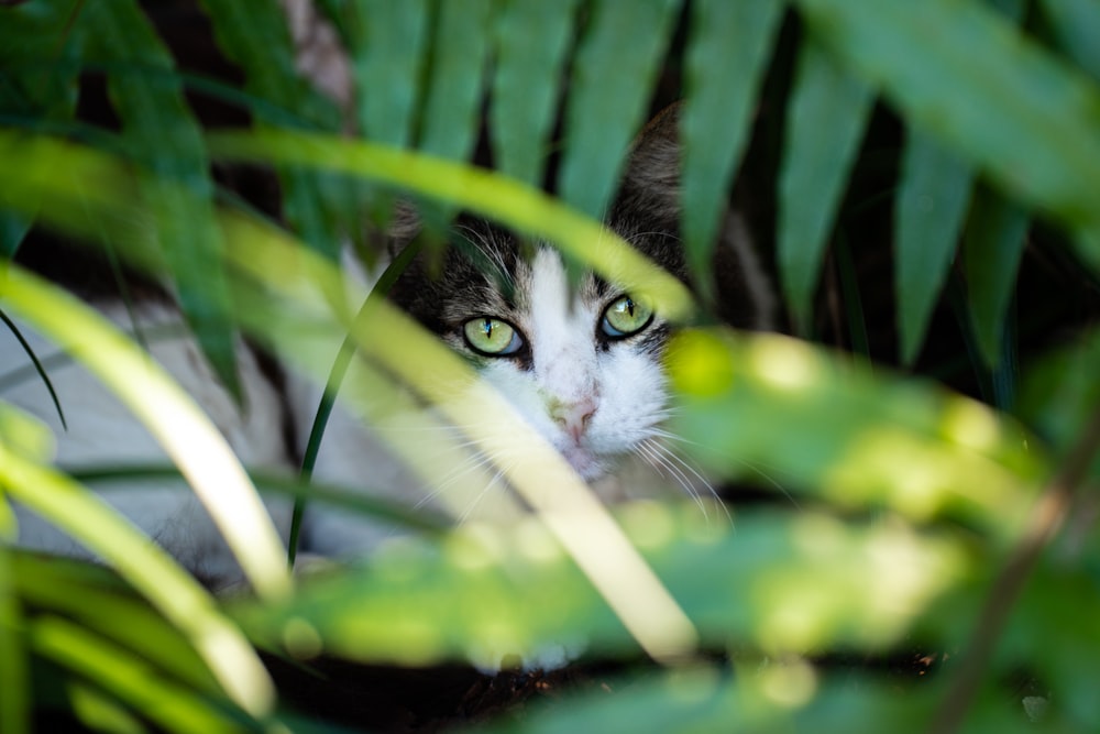 a white and gray cat hiding in the leaves of a plant