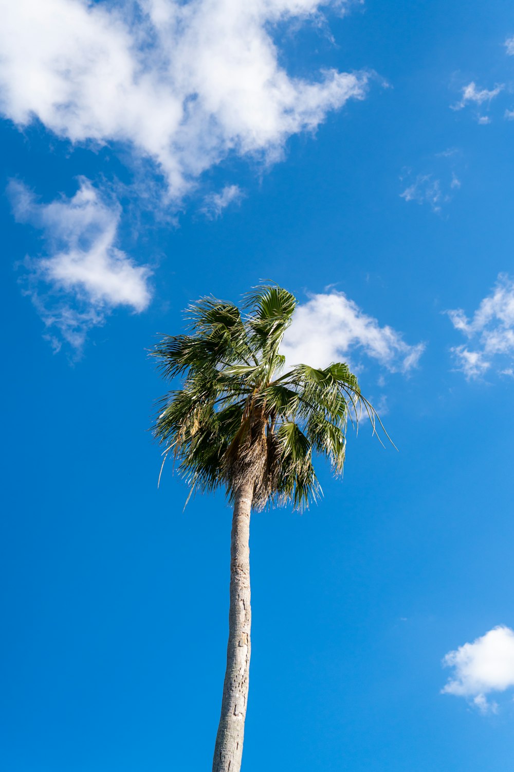 a palm tree with a blue sky in the background