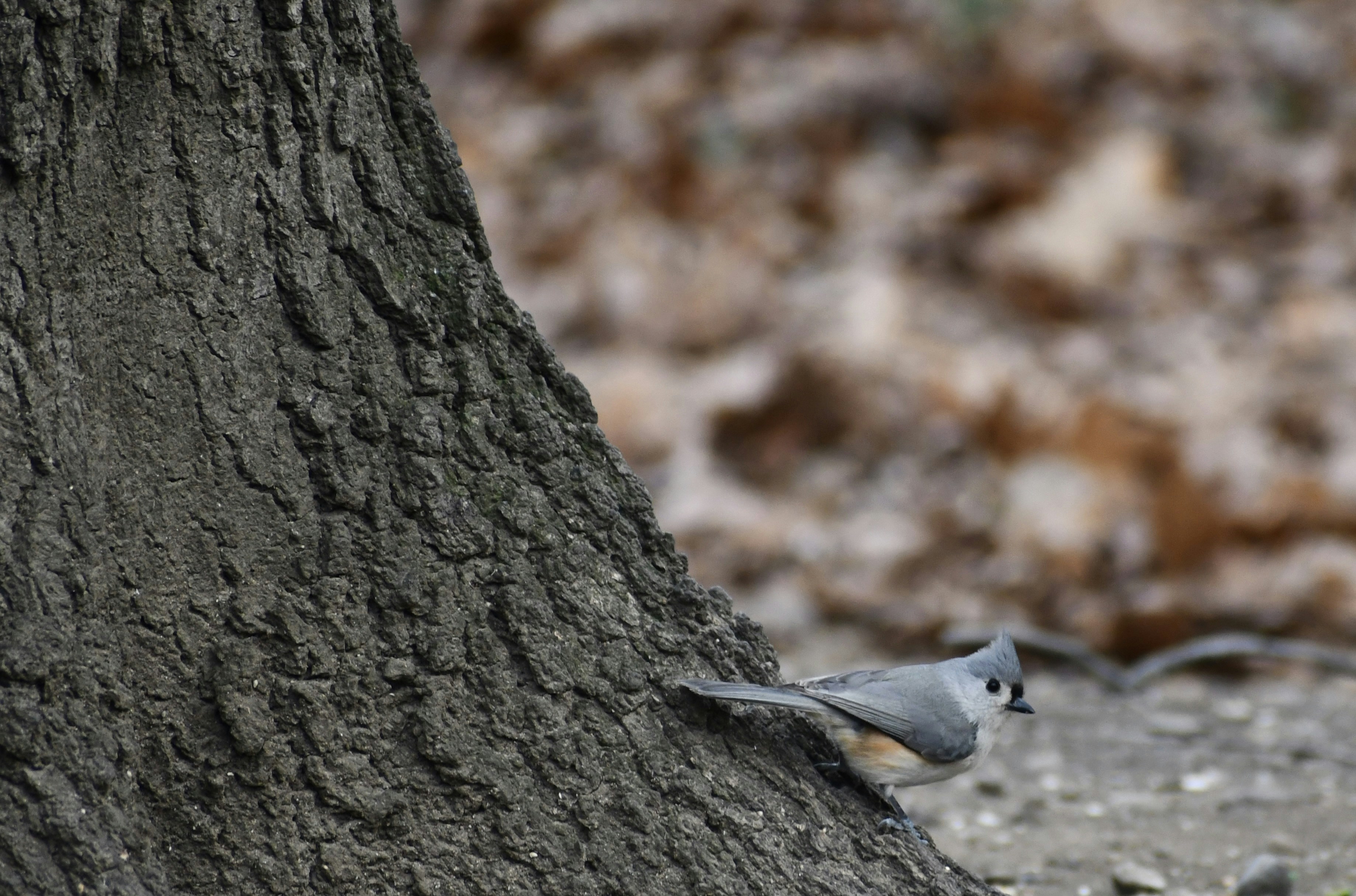 a small bird sitting on the ground next to a tree