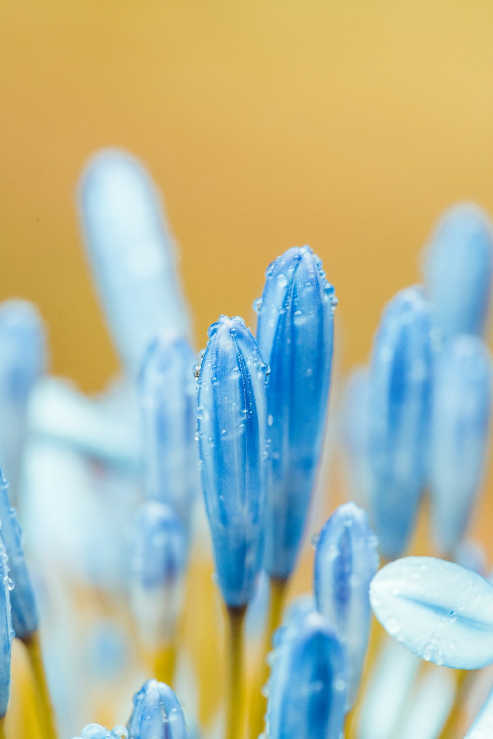 a close up of a blue flower with drops of water on it