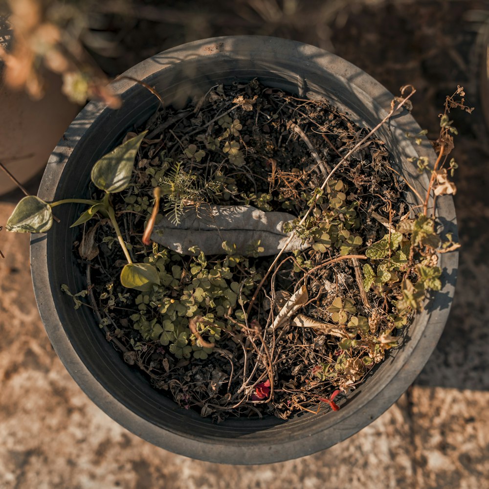 a plant in a pot with a cigarette sticking out of it