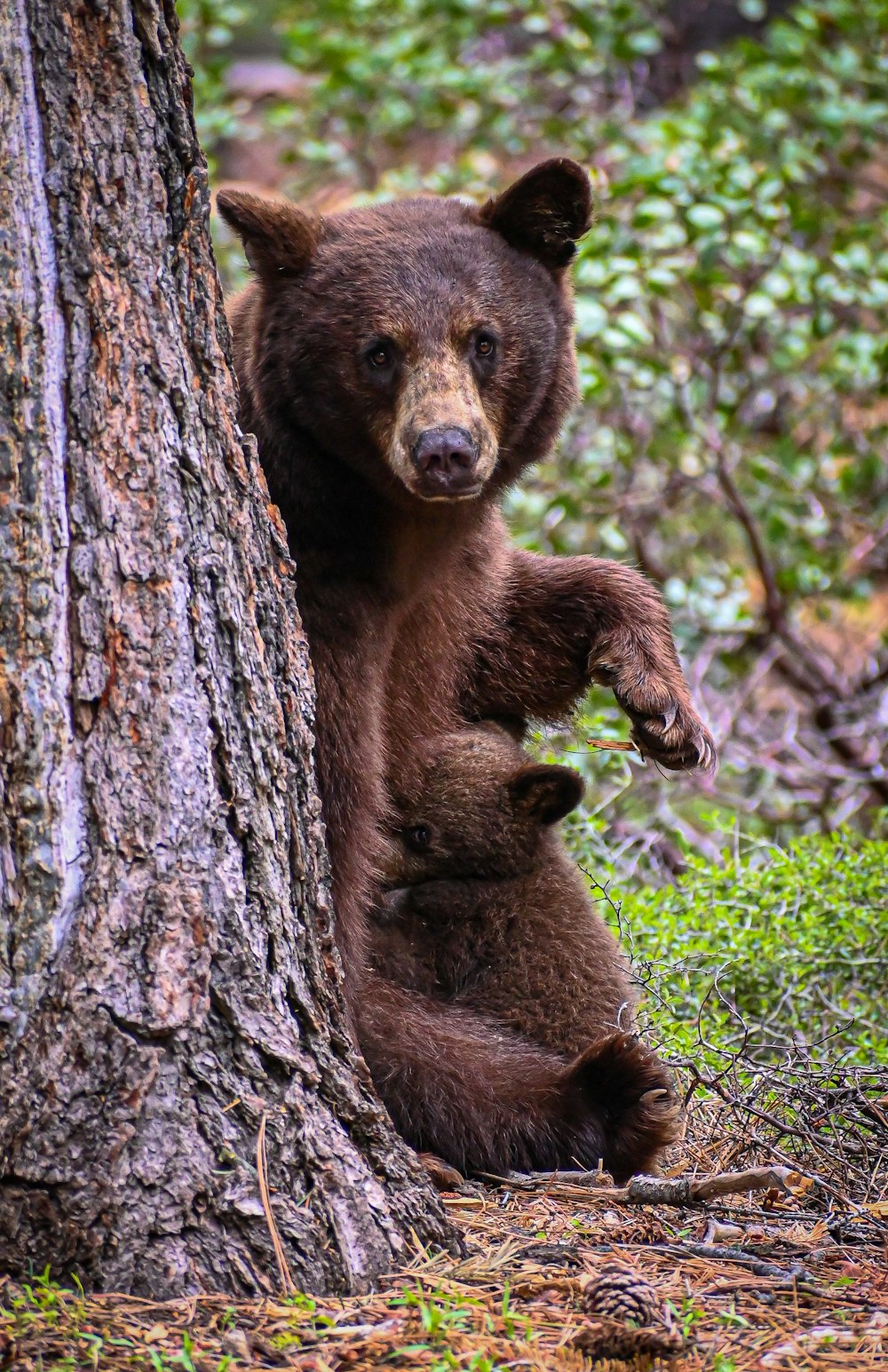 a brown bear standing next to a tree