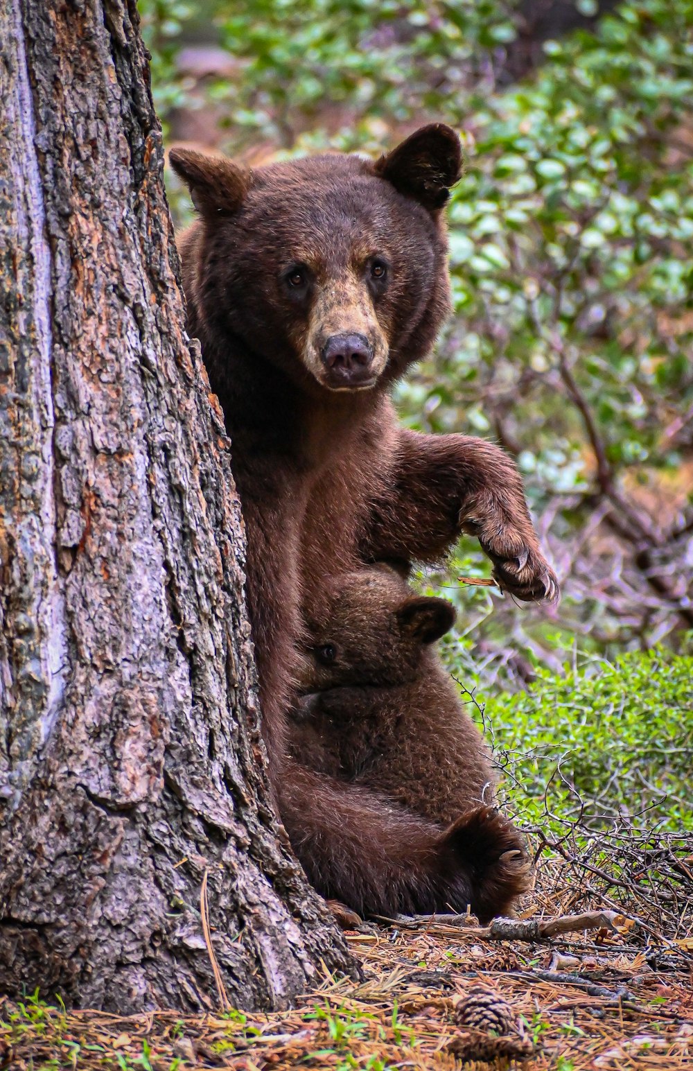 Ein Braunbär steht neben einem Baum