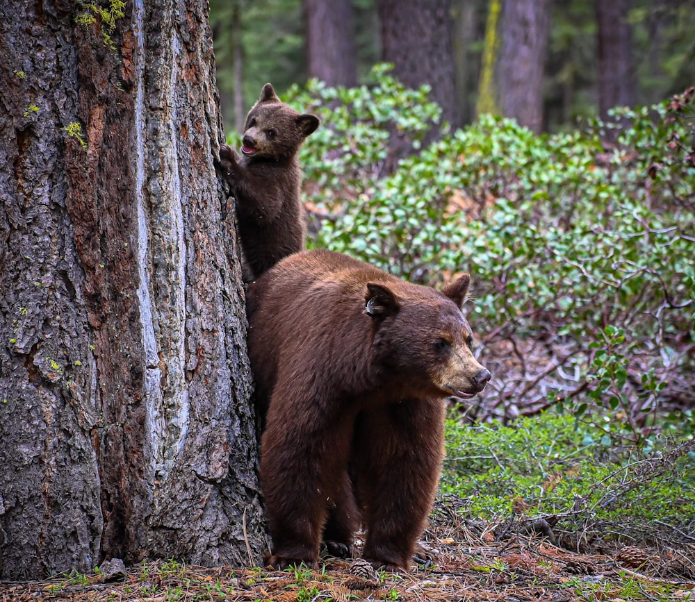a couple of brown bears standing next to a tree