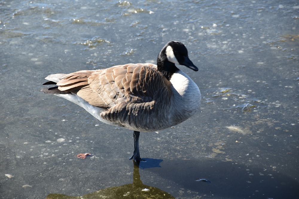 a duck is standing on the ice in the water