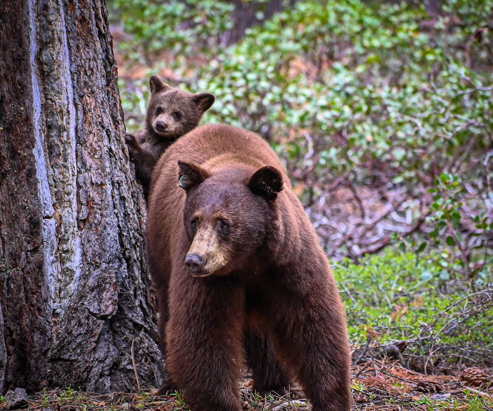 a couple of brown bears standing next to a tree