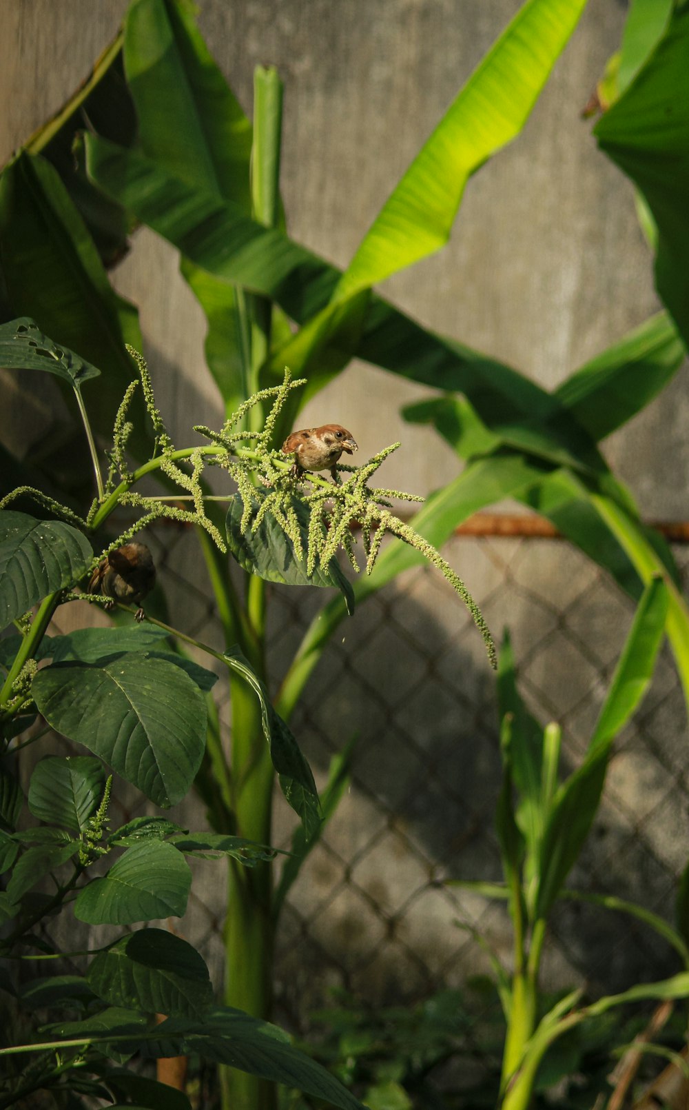 a bird sitting on top of a plant next to a fence