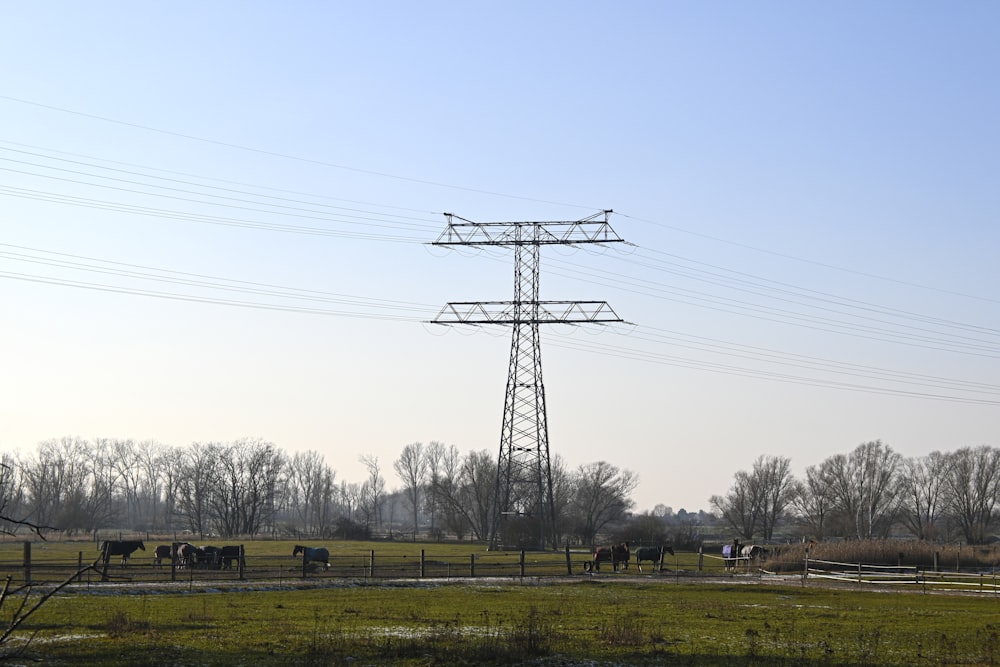 a group of cows grazing in a field under power lines