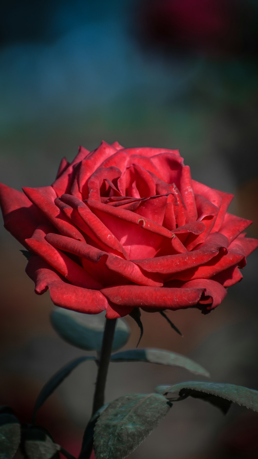a close up of a red rose with a blurry background