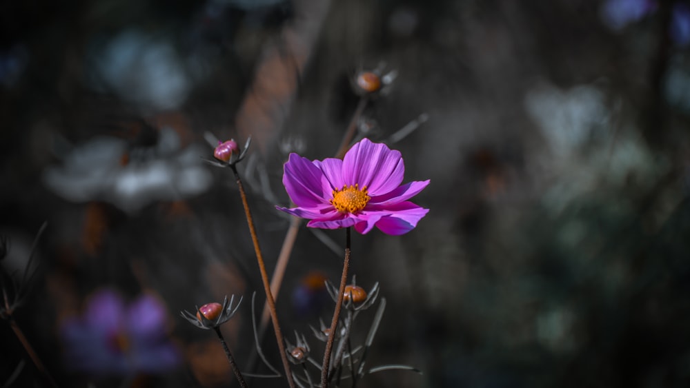 a purple flower with a yellow center in a field