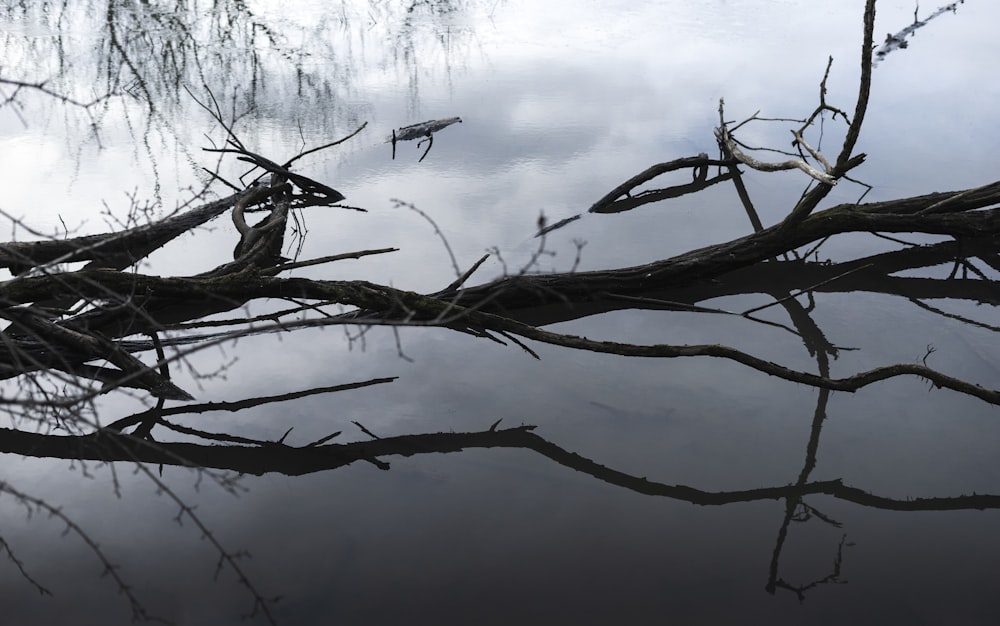 a tree branch is reflected in a body of water