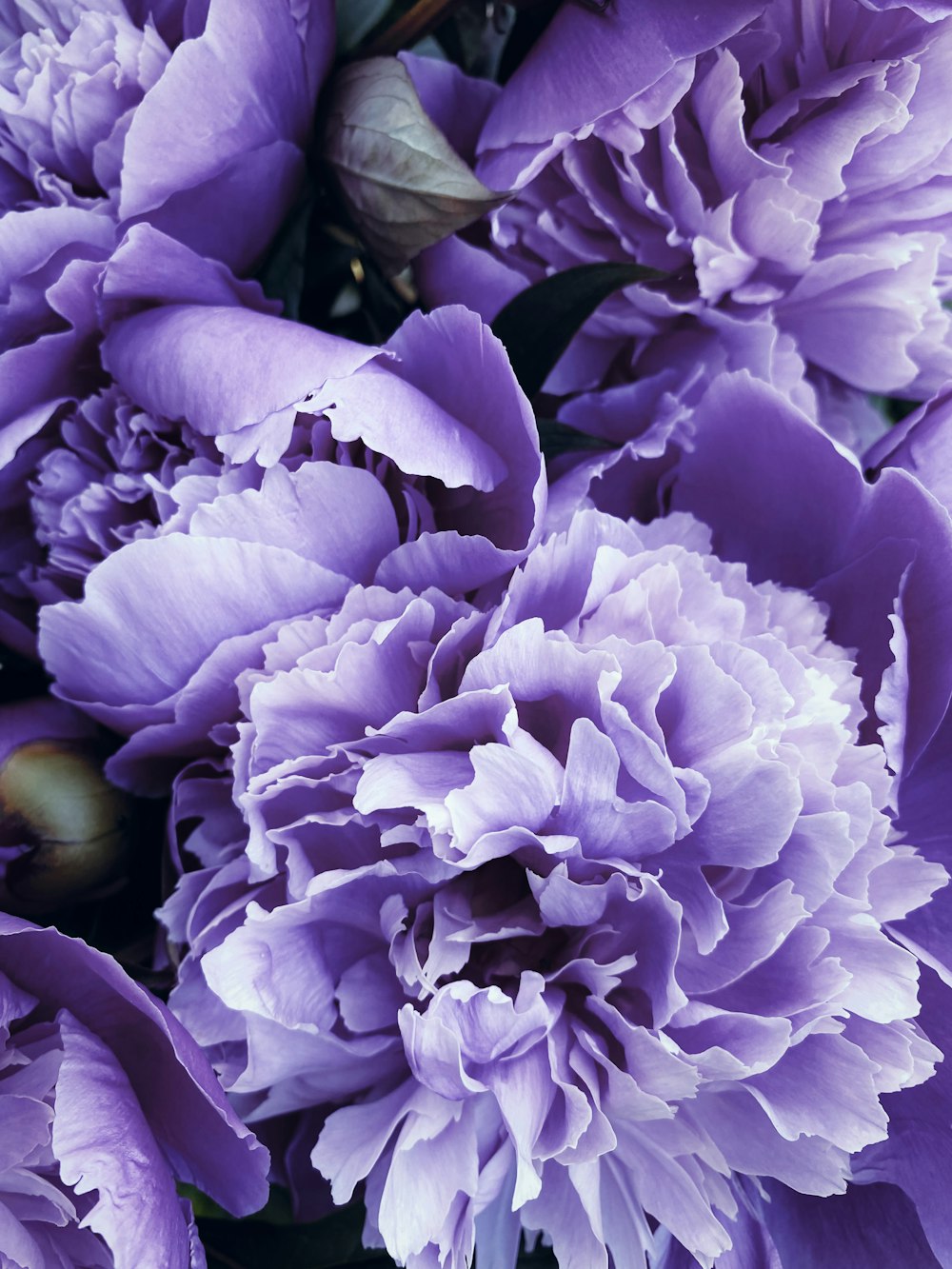 a bunch of purple flowers with green leaves