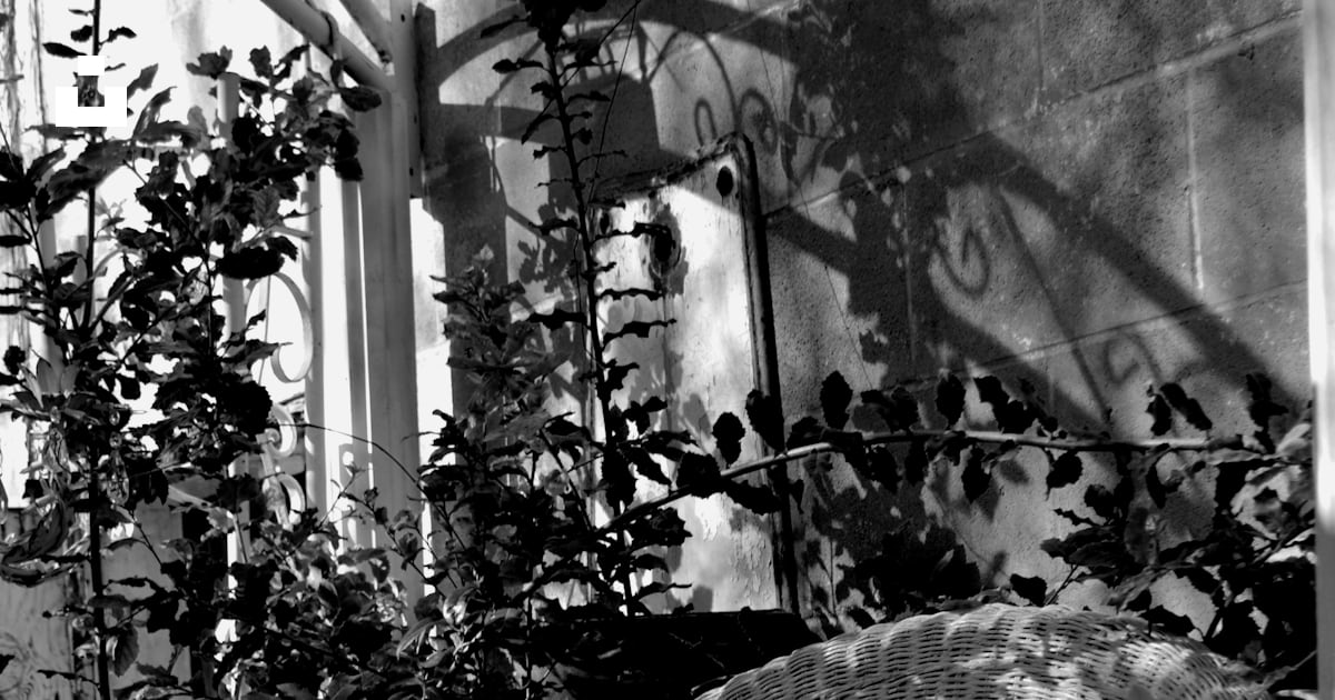 Gypsophila Paniculata Bianca | Consigli Di Cura E Coltivazione - Foto 4