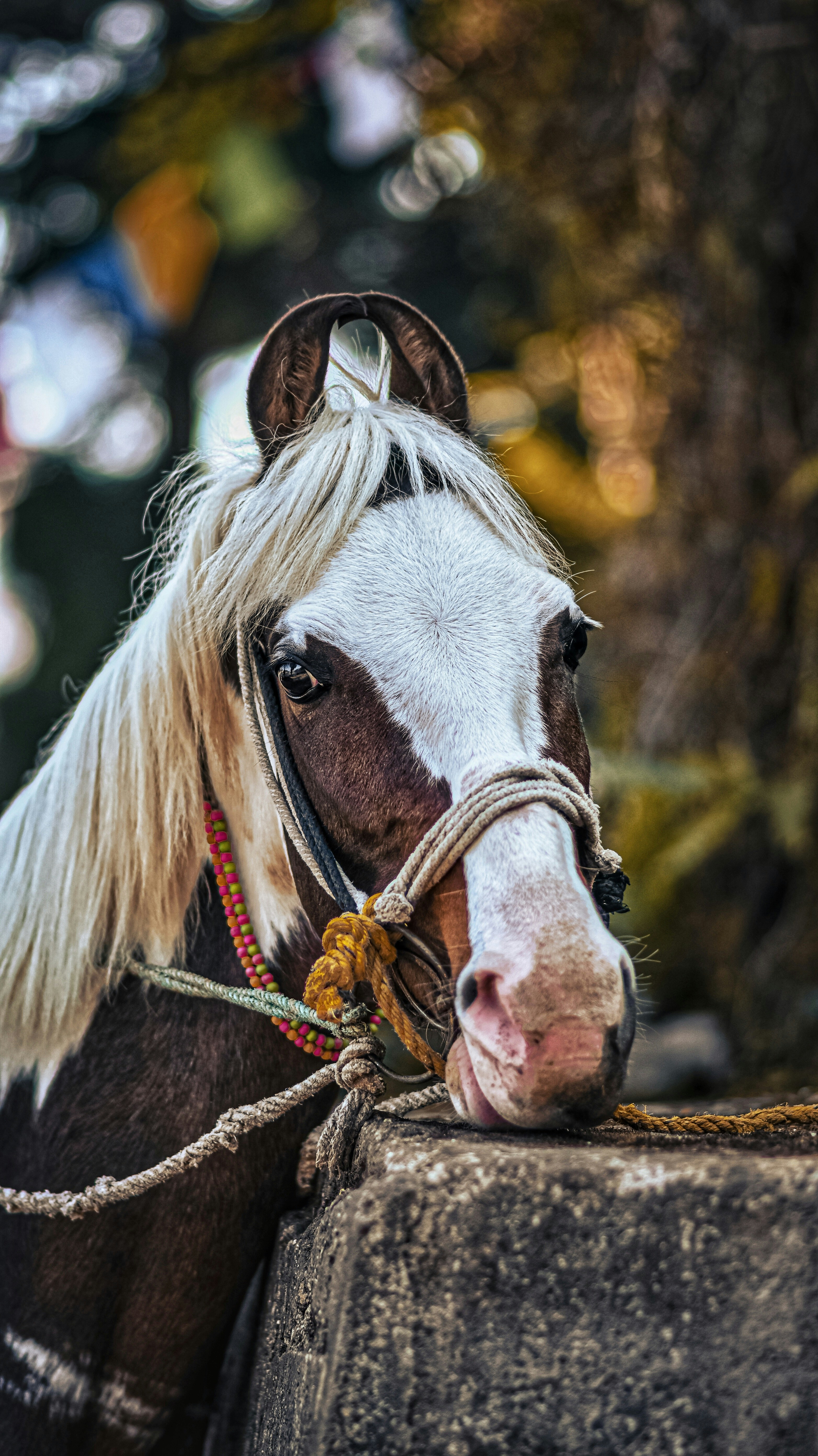 a close up of a horse with a rope around it's neck