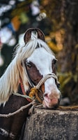 A horse with white and brown fur, adorned with a colorful harness, leans its head on a stone surface. Its mane is light-colored and the expression appears calm and gentle. The background is blurred, with hints of green and yellow, suggesting an outdoor setting.