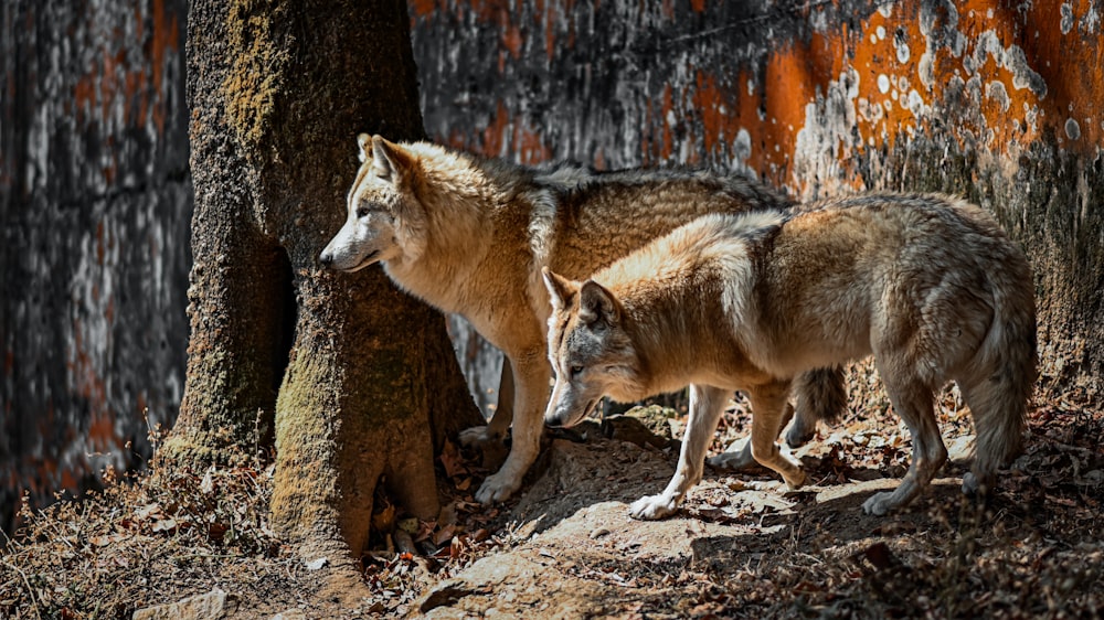 Un par de lobos parados uno al lado del otro