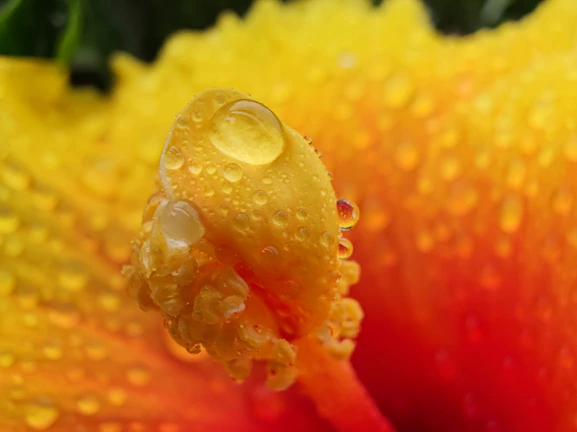 Close-up of a vibrant hoya flower with dew drops in soft morning light.