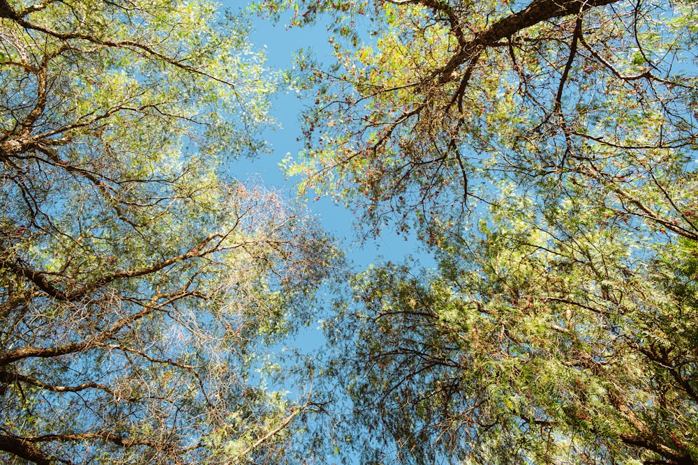 looking up at the tops of trees in a forest