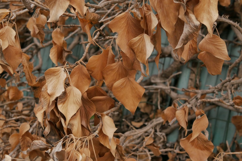 a bunch of brown leaves on a tree