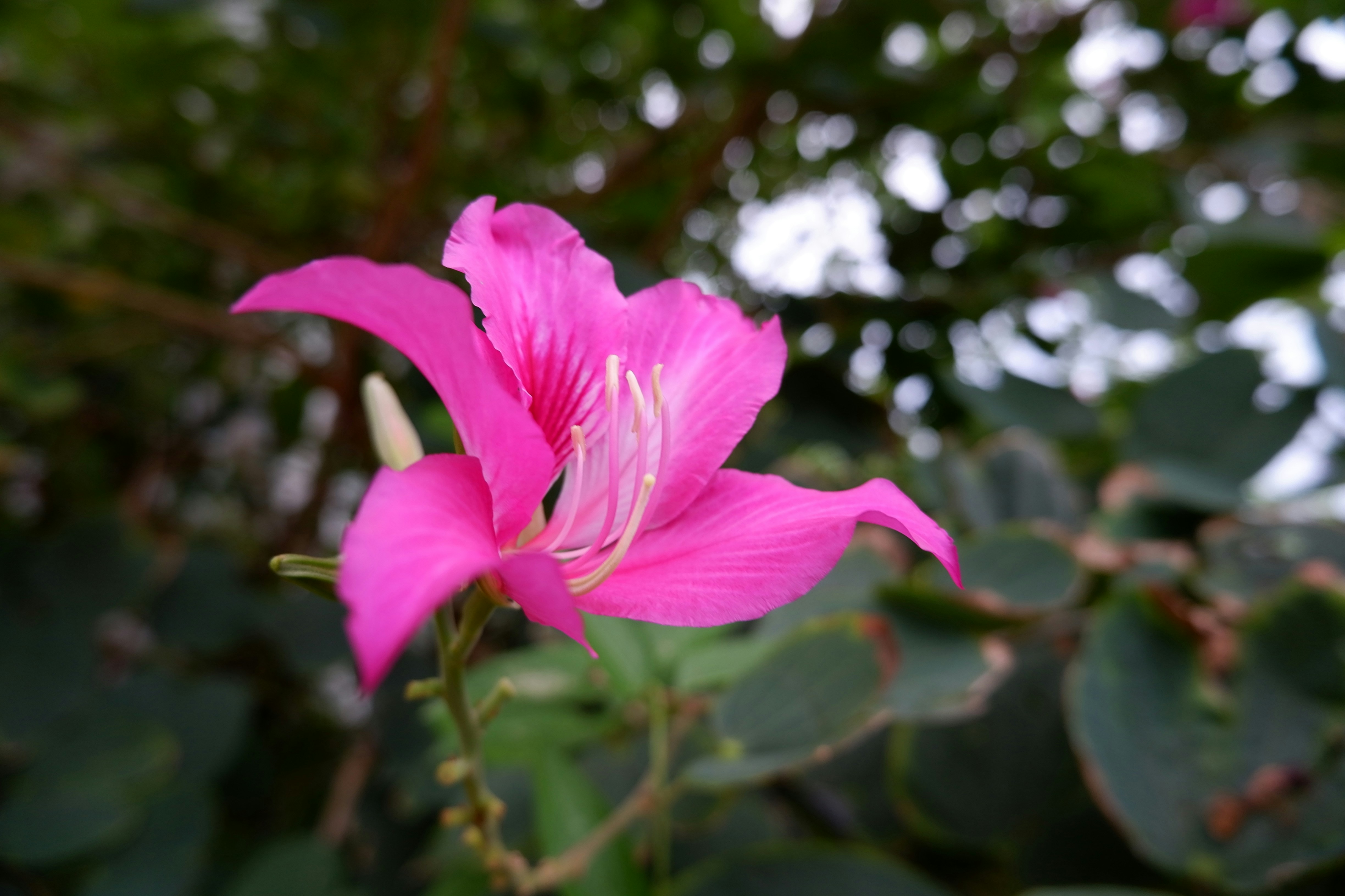 Photo by phungntmdser