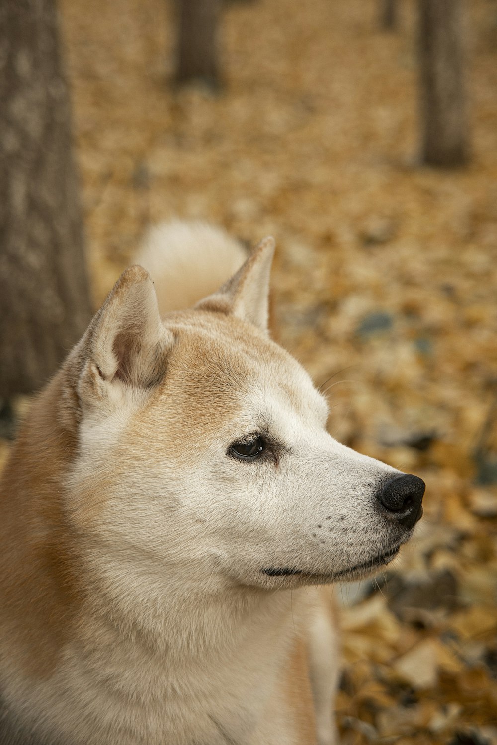 a close up of a dog near a tree