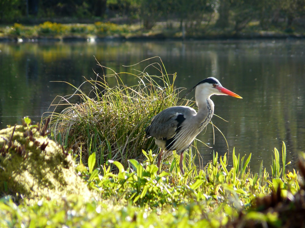 a bird is standing in the grass by the water